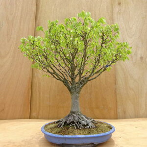 ~ O  63cm ₫ Zelkova serrata PL gt j PL t Ϗܗp ^ i