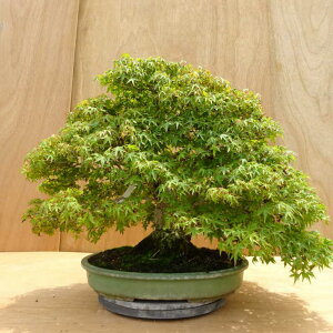 ~ gt  45cm ݂ Acer palmatum ~W JGf t Ϗܗp ^ i