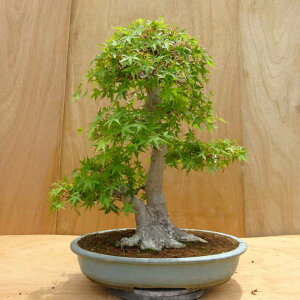 ~ gt  58cm ݂ Acer palmatum ~W JGf t Ϗܗp ^ i