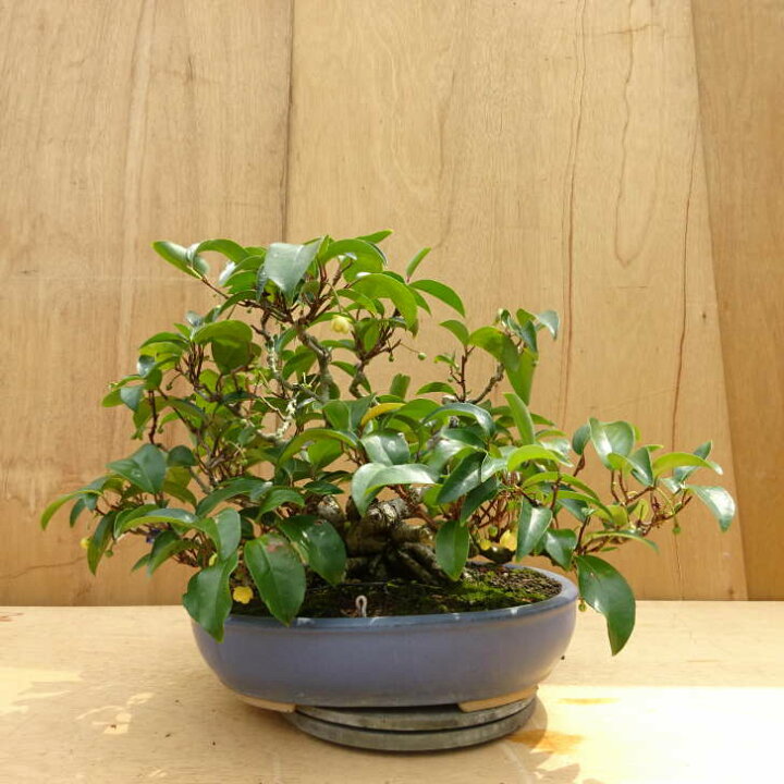 楽天市場】盆栽 美男葛 樹高 約40cm びなんかずら Kadsura japonica 