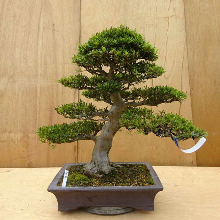楽天市場】盆栽 皐月 光琳 樹高 約60cm さつき Rhododendron indicum 