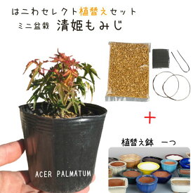 盆栽 紅葉 清姫 植替えセット ミニ盆栽 もみじ Acer palmatum モミジ カエデ科 落葉樹 観賞用 小品 数量物 セレクト