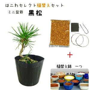~   AւZbg ~j~  8`9cm ܂ Pinus thunbergii N}c }c ΐjt Ϗܗp i ʕ ZNg