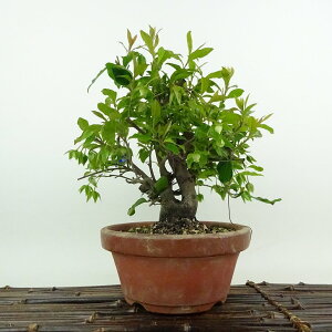 ~ Պ`  21cm Ƃ킪 Diospyros morrisiana gLKL  JLmL ΍Lt Ϗܗp i 