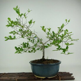 盆栽 老爺柿 樹高 約44cm ろうやがき Diospyros rhombifolia ロウヤガキ 雄木 カキノキ科 落葉〜半落葉樹 観賞用 現品 送料無料