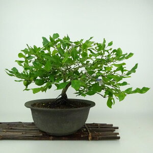 ~ V`  22cm 낤₪ Diospyros rhombifolia EKL   JLmL t`t Ϗܗp i 