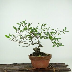 ~ V`  23cm 낤₪ Diospyros rhombifolia EKL JLmL t`t Ϗܗp i 