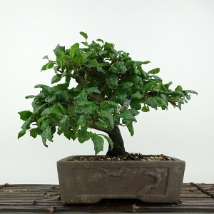 ~ V`  21cm 낤₪ Diospyros rhombifolia EKL Y IX JLmL t`t Ϗܗp i