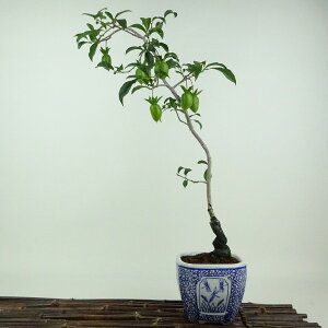 ~ V` ʂ̍  47cm 낤₪ Diospyros rhombifolia EKL   JLmL t`t Ϗܗp i 