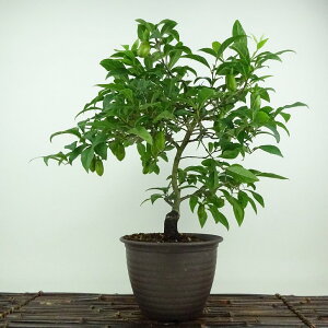 ~ V` ԂЂ傤  30cm 낤₪ Diospyros rhombifolia EKL   JLmL t`t Ϗܗp i 