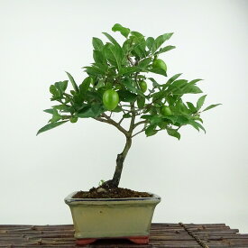 盆栽 老爺柿 紅大福 樹高 約32cm ろうやがき Diospyros rhombifolia ロウヤガキ 実物 雌木 カキノキ科 落葉〜半落葉樹 観賞用 現品 送料無料
