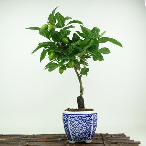 ~ V` gM  38cm 낤₪ Diospyros rhombifolia EKL   JLmL t`t Ϗܗp i 