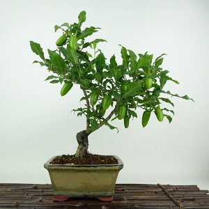 ~ V` 邵  28cm 낤₪ Diospyros rhombifolia EKL   JLmL t`t Ϗܗp i 
