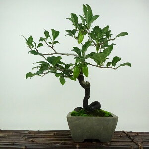~ V` ʂ̍  35cm 낤₪ Diospyros rhombifolia EKL   JLmL t`t Ϗܗp i 