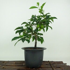 ~ V` Ђ傤  28cm 낤₪ Diospyros rhombifolia EKL   JLmL t`t Ϗܗp i 
