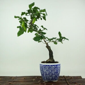 ~ V`   28cm 낤₪ Diospyros rhombifolia EKL   JLmL t`t Ϗܗp i 