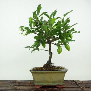 ~ V` YY  26cm 낤₪ Diospyros rhombifolia EKL   JLmL t`t Ϗܗp i 