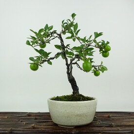 盆栽 老爺柿 樹高 約22cm ろうやがき Diospyros rhombifolia ロウヤガキ 実物 雌木 カキノキ科 落葉〜半落葉樹 観賞用 現品 送料無料