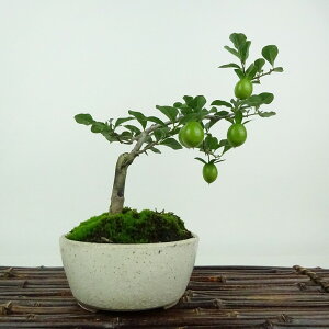 ~ V`  18cm 낤₪ Diospyros rhombifolia EKL   JLmL t`t Ϗܗp i i 