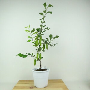 盆栽 老爺柿 夢の雫 樹高 約52cm ろうやがき Diospyros rhombifolia ロウヤガキ 実物 雌木 カキノキ科 落葉〜半落葉樹 鑑賞用 観賞用 現品