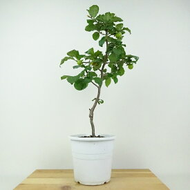 盆栽 老爺柿 玉かんざし 樹高 約39cm ろうやがき Diospyros rhombifolia ロウヤガキ 実物 雌木 カキノキ科 落葉〜半落葉樹 鑑賞用 観賞用 現品 送料無料