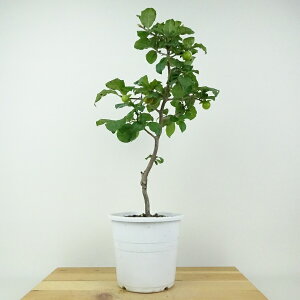 ~ V` ʂ񂴂  39cm 낤₪ Diospyros rhombifolia EKL   JLmL t`t ӏܗp Ϗܗp i 