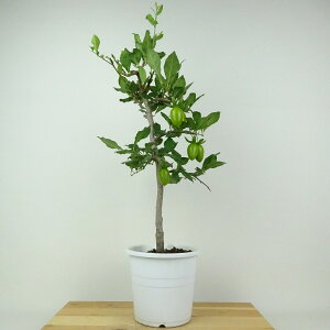 ~ V` |Ƃ  50cm 낤₪ Diospyros rhombifolia EKL   JLmL t`t ӏܗp Ϗܗp i 