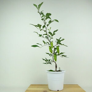 ~ V` ̎  47cm 낤₪ Diospyros rhombifolia EKL JLmL t`t ӏܗp Ϗܗp i 
