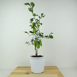 ~ V` ̎  44cm 낤₪ Diospyros rhombifolia EKL   JLmL t`t ӏܗp Ϗܗp i 
