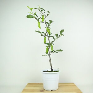 盆栽 老爺柿 夢の雫 樹高 約55cm ろうやがき Diospyros rhombifolia ロウヤガキ 実物 雌木 カキノキ科 落葉〜半落葉樹 鑑賞用 観賞用 現品 送料無料