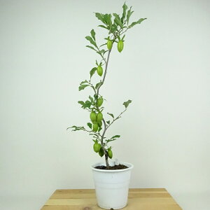 ~ V` C  50cm 낤₪ Diospyros rhombifolia EKL   JLmL t`t ӏܗp Ϗܗp i 