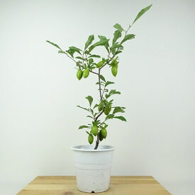 盆栽 老爺柿 夢の雫 樹高 約43cm ろうやがき Diospyros rhombifolia ロウヤガキ 実物 雌木 カキノキ科 落葉〜半落葉樹 鑑賞用 観賞用 現品 送料無料