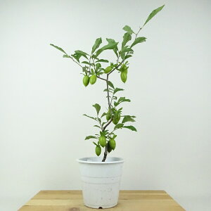 ~ V` ̎  43cm 낤₪ Diospyros rhombifolia EKL   JLmL t`t ӏܗp Ϗܗp i 