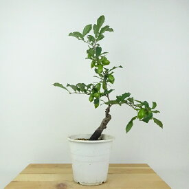 盆栽 老爺柿 彩珍 樹高 約39cm ろうやがき Diospyros rhombifolia ロウヤガキ 実物 雌木 カキノキ科 落葉〜半落葉樹 鑑賞用 観賞用 現品 送料無料