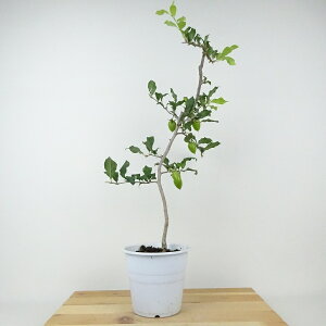 ~ V` x  52cm 낤₪ Diospyros rhombifolia EKL   JLmL t`t ӏܗp Ϗܗp i 