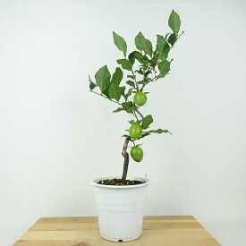 盆栽 老爺柿 紅涼 樹高 約40cm ろうやがき Diospyros rhombifolia ロウヤガキ 実物 雌木 カキノキ科 落葉〜半落葉樹 鑑賞用 観賞用 現品 送料無料