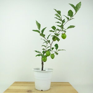 ~ V` g  40cm 낤₪ Diospyros rhombifolia EKL   JLmL t`t ӏܗp Ϗܗp i 