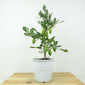 盆栽 老爺柿 緋竜 樹高 約29cm ろうやがき Diospyros rhombifolia ロウヤガキ 実物 雌木 カキノキ科 落葉〜半落葉樹 鑑賞用 観賞用 現品 送料無料