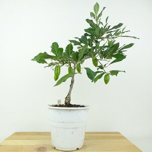 ~ V` ꗳ  28cm 낤₪ Diospyros rhombifolia EKL   JLmL t`t ӏܗp Ϗܗp i 