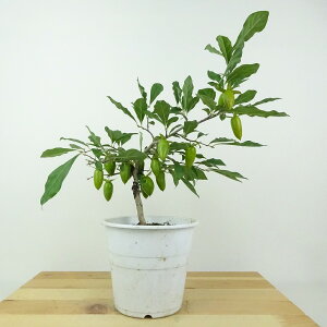 ~ V` ꗳ  24cm 낤₪ Diospyros rhombifolia EKL   JLmL t`t ӏܗp Ϗܗp i 