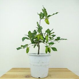盆栽 老爺柿 緋竜 樹高 約23cm ろうやがき Diospyros rhombifolia ロウヤガキ 実物 雌木 カキノキ科 落葉〜半落葉樹 鑑賞用 観賞用 現品 送料無料