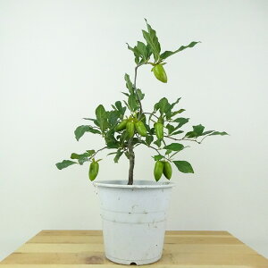 ~ V` ꗳ  23cm 낤₪ Diospyros rhombifolia EKL   JLmL t`t ӏܗp Ϗܗp i 