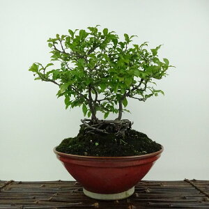 ~ V`  24cm 낤₪ Diospyros rhombifolia EKL Y IX JLmL t`t ӏܗp Ϗܗp i 