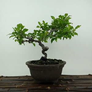 ~ V`  21cm 낤₪ Diospyros rhombifolia EKL Y IX JLmL t`t ӏܗp Ϗܗp i 