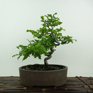 ~ V`  22cm 낤₪ Diospyros rhombifolia EKL Y IX JLmL t`t ӏܗp Ϗܗp i 