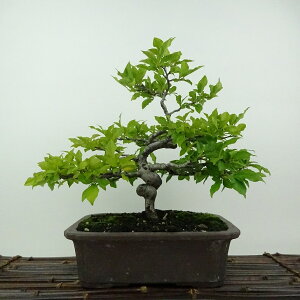 ~ V`  25cm 낤₪ Diospyros rhombifolia EKL Y IX JLmL t`t ӏܗp Ϗܗp i 