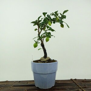 ~ V` g  20cm 낤₪ Diospyros rhombifolia EKL  JLmL t`t ӏܗp Ϗܗp i i 