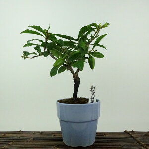 ~ V` gM  17cm 낤₪ Diospyros rhombifolia EKL  JLmL t`t ӏܗp Ϗܗp i i 