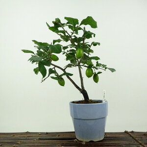 ~ V`   19cm 낤₪ Diospyros rhombifolia EKL  JLmL t`t ӏܗp Ϗܗp i i 