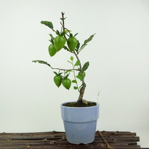 ~ V` gxm  21cm 낤₪ Diospyros rhombifolia EKL  JLmL t`t ӏܗp Ϗܗp i 